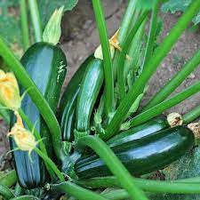 Before your plant grows too much, place a 3' bamboo stake near to the zucchini stalk. How To Grow Zucchini In Containers Brown Thumb Mama