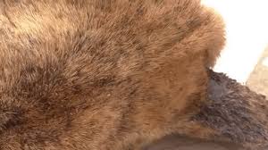 Image result for what do lice look like in dog fur