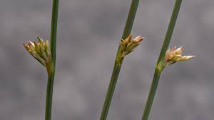 Image result for Juncus lomatophyllus