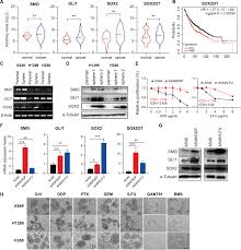 Image result for SBE Formula D touch/com