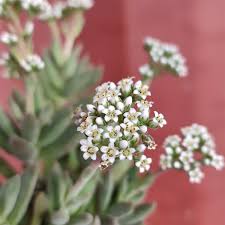Image result for Crassula alsinoides