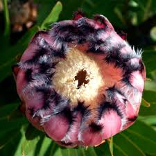 Image result for Protea angolensis