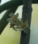 Image result for Tridactyle hurungweensis