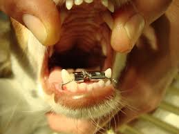 Warum bekommen wir vor den bleibenden zähnen erst milchzähne? Der Hund Und Seine Zahne Tierarztin Dr Langenbeck Kaufering