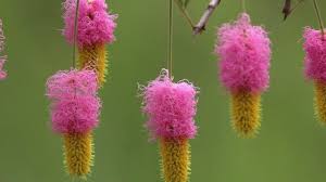 Image result for Dichrostachys