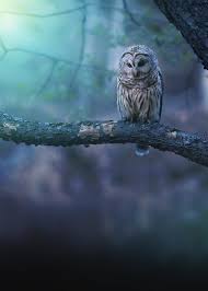 Birds Native To Northeast Ohio A Special Color Render Of A Beautiful Barred Owl Hunting On A Peaceful Evening In Northeastern Ohio Animals Barred Owl Owl