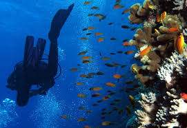 Duikvakantie In Egypte Wiki Vakantie