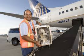 American airlines is a major u.s. 9 Most Pet Friendly Airlines In America Full List Million Mile Secrets