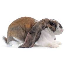 English Lop Rabbit Health Facts By Petplan Petplan