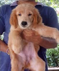 Home all ads animals pets. Pet Dogs For Sale In Sri Lanka Pet S Gallery