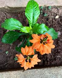 Image result for Crossandra
