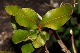 Image result for Ochna stolzii