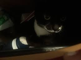 World's Best Cat Litter