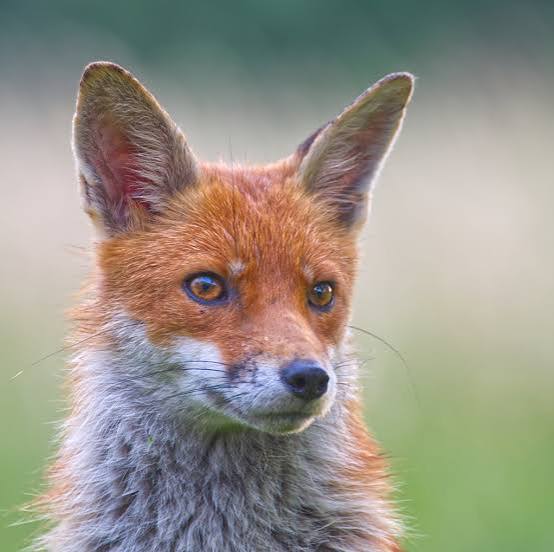 Scottish fox hunts trying to get around new law, report shows – The NEN – North Edinburgh News