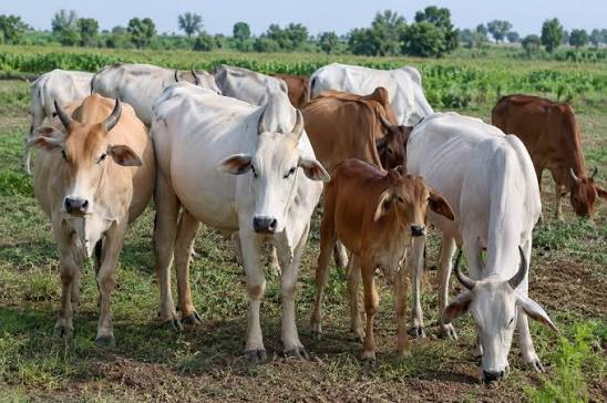 🐄 પ્રાકૃતિક ખેતીમાં દેશી ગાયનું મહત્વ – સ્વસ્થ જીવનનો મજબૂત આધાર 🌱 દેશી  ગાય આધારિત પ્રાકૃતિક ખેતી માત્ર ખેતીની પદ્ધતિ નથી, પરંતુ સ્વાસ્થ્ય ...