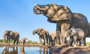 Elephants are intelligent, social and complex animals—and meeting all of their care requirements is a jumbo task. Both Species Of African Elephant Are Now Officially Endangered