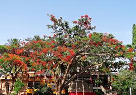 So here i am posting pics of few very beautiful flowering trees which can be grown all over india. Delonix Regia Tree Tropical Gulmohor Dharwad India Nature Red Piqsels