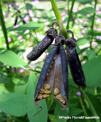 Image result for Crotalaria incompta