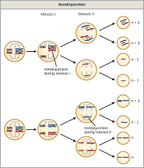 Mitosis versus meiosis worksheet answer key. 7 7 Mitosis Vs Meiosis And Disorders Biology Libretexts