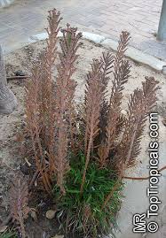 Image result for Kalanchoe dyeri