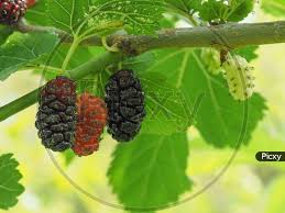 Image result for Morus indica