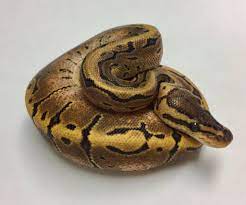Pin On Reptiles And Amphibians To Buy