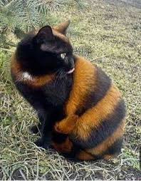 Black And Orange Tabby Kitten Black And Orange Striped Cat Beautiful Cats Cute Cats Beautiful Cat