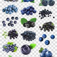 蓝莓图片野生蓝莓矮丛蓝莓黑莓blueberry picture wild blueberry short bush blueberry blackberry hd images image png