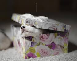 Visit chewy's website throughout the year. Wallpaper Gift Box Puppy 1920x1200 Hd Picture Image