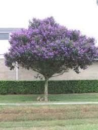 Flowering dogwood (cornus florida) is a small, flowering tree noted for its spectacular show of blooms in spring. Tibouchina Granulosa Is One Of The Best Flowering Trees In South Florida Blooming For Most Of The Year This Florida Landscaping Florida Trees Flowering Trees