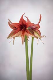 Image result for Hippeastrum sp. cultivars