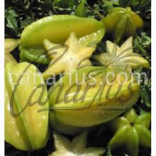 Image result for Averrhoa carambola