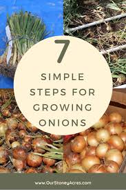 We did not find results for: Growing Onions Seven Easy Steps Our Stoney Acres
