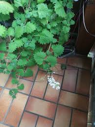 Image result for Coleus grandidentatus