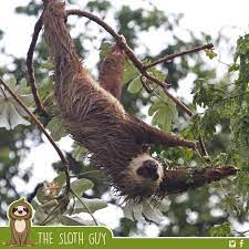 I M Wet Nature Wildlifephotography Travel Animals Adventure Photography Naturephotography Safari Ph Sloth Photos Sloth Sloth Facts