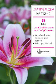 Die 10 Schonsten Duftpflanzen Fur Garten Balkon Pflanzen Lilien Pflanzen Garten