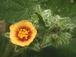 Image result for Sida urens