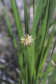 Image result for Eleocharis complanata