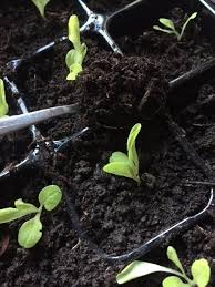 Epingle Sur Jardin Potager Bio Le Blog Suivez Les Nouvelles Photos Sur Le Site