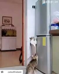 Berna Adli Kullanicinin Komik Kediler Funny Cats Panosundaki Pin Kedi Sevimli Kedi Yavrulari Komik Kediler
