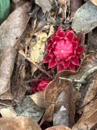 Image result for Thonningia