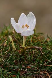 Image result for Colchicaceae