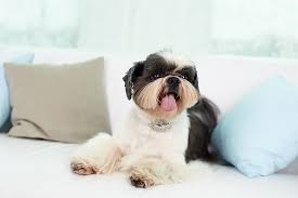 Favorite this post jul 8 female cat to good home (east lake chattanooga). The Pros And Cons Of Owning A Teacup Dog