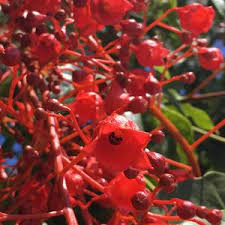 Image result for Brachychiton