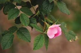 Image result for Rosaceae