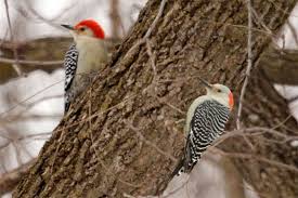 Black And White Bird Red Head Red Bellied Woodpecker Adults Are Mainly Light Gray On The Face And Underparts They Have Black And White Barred Patterns On Th Woodpecker Minnesota Birds Red