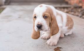 Family raised, vet checked, health guarantee. Wow Charming And Healthy Male And Female Basset Hound Puppies For Free Adoption Drop Your Phone Number 720 388 6037 Denver For Sale Denver Pets Dogs