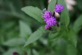 Image result for Vernonia fastigiata