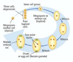 Maybe you would like to learn more about one of these? The Functional Megaspore Undergoes