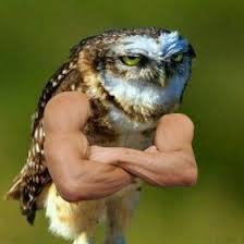 Zoe Terhune (verimia)